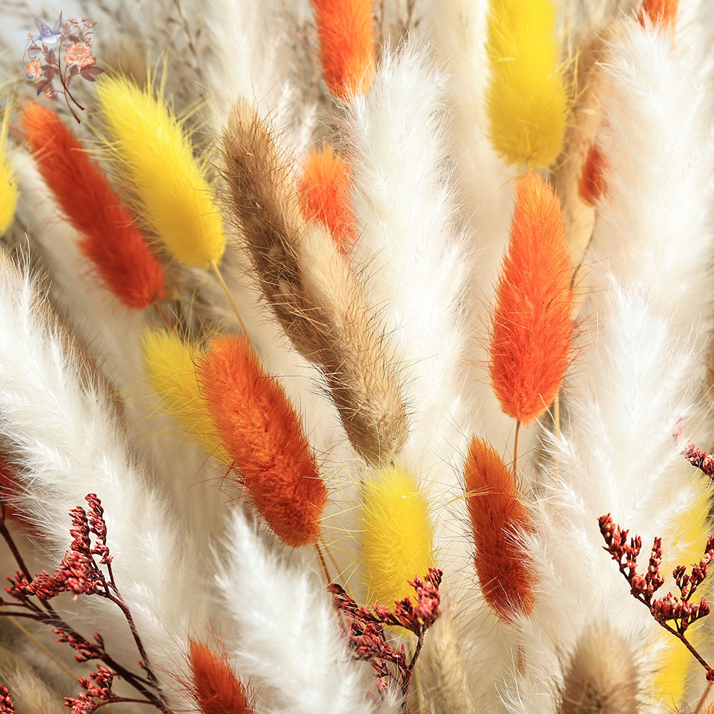 85 قطع الطبيعية رقيق الخريف با - مراجعة Dried Pampas Bundle وسعره