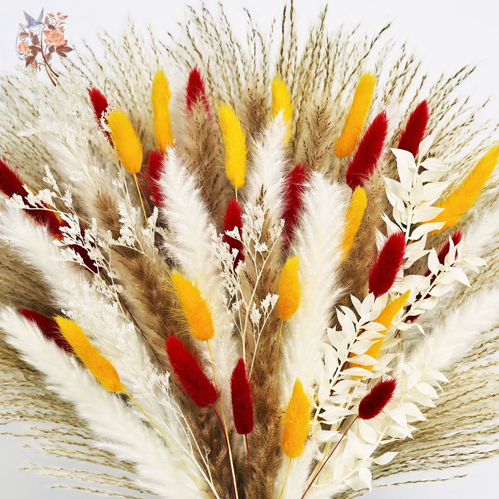70 ينبع الطبيعية رقيق بامباس ا - مراجعة Dried Pampas Bundle وسعره