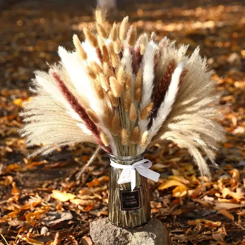 200 قطعة بامباس المجففة ذيول ا - مراجعة Dried Pampas Bundle وسعره